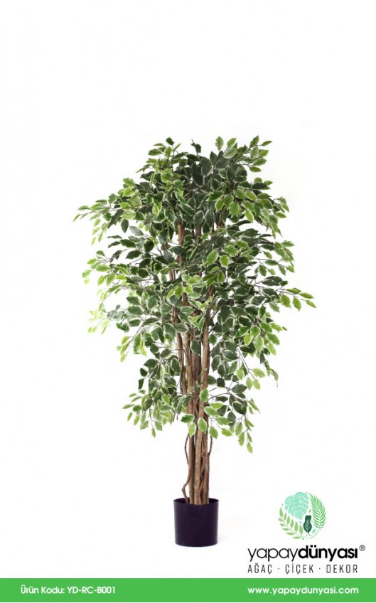 Ficus Retusa Green Cream Yapay Ağaç