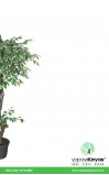 Ficus Benjamin Star Light Yapay Ağaç